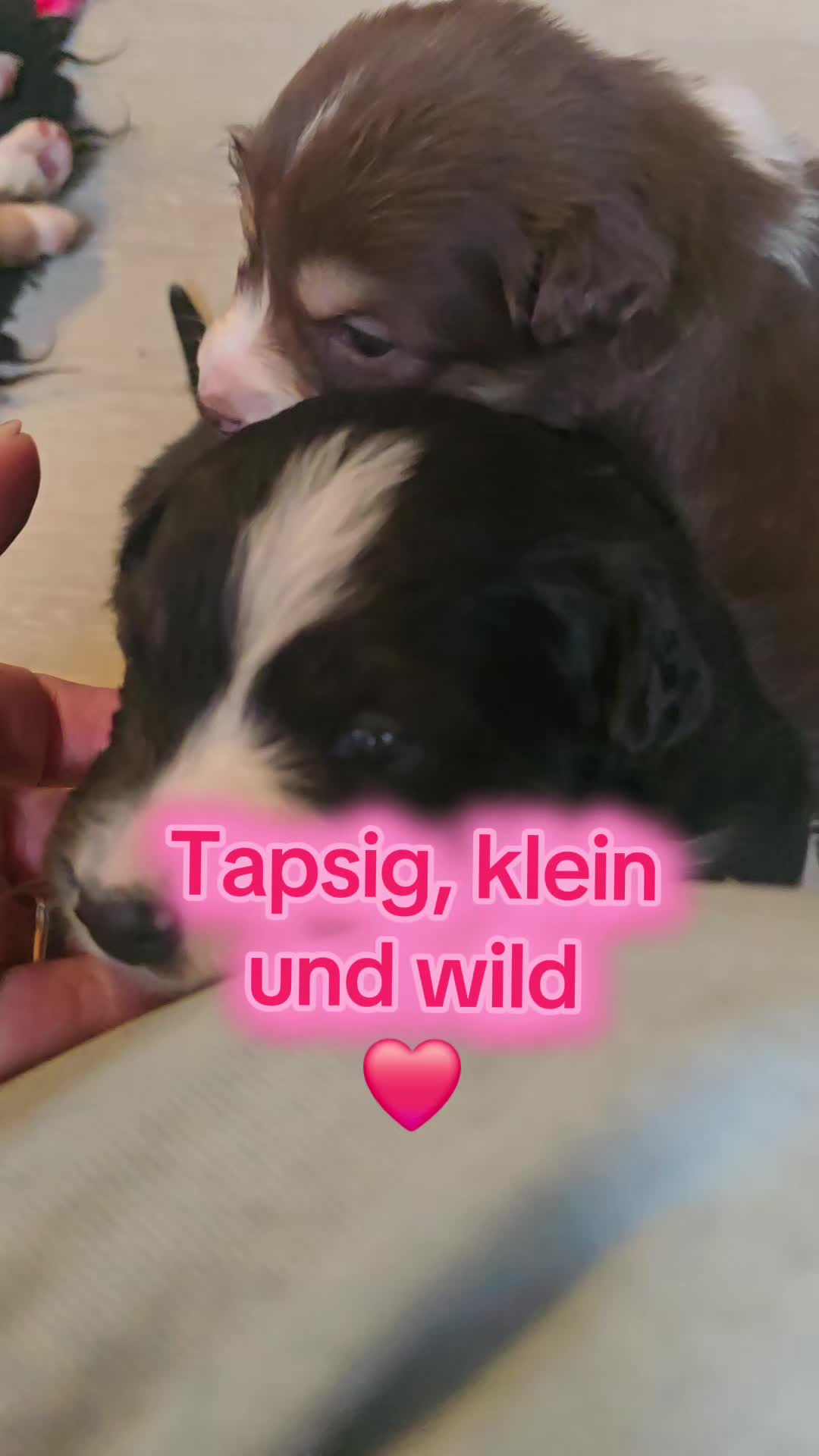 @PinkParadise Zucht