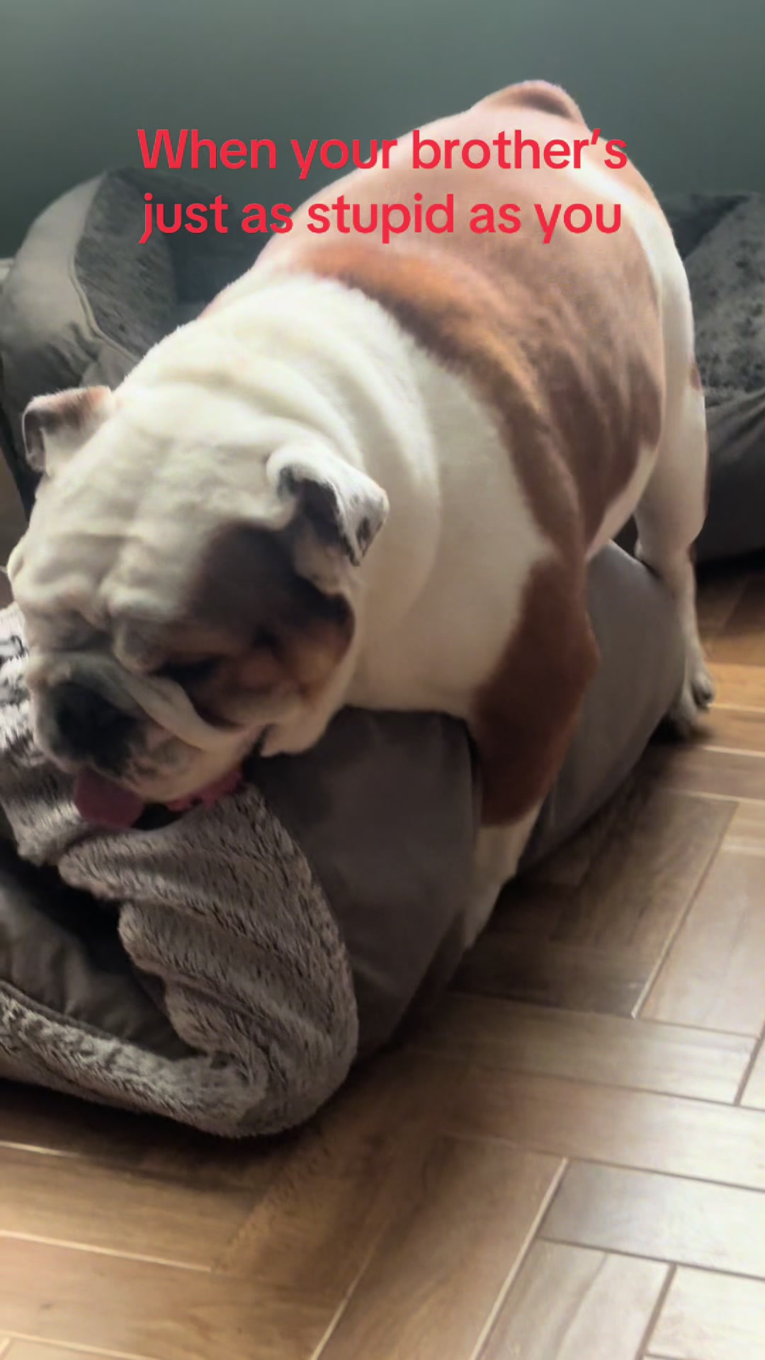 @Nessa the Bulldog 8