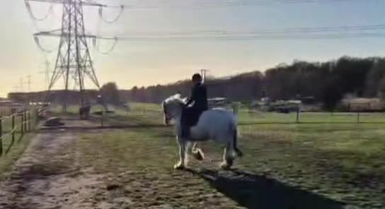 @Chase Gate Equine