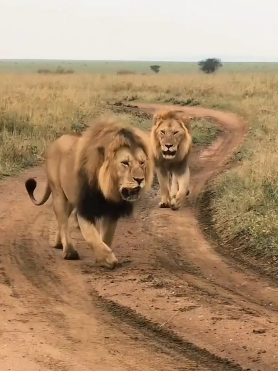@Lion Sightings