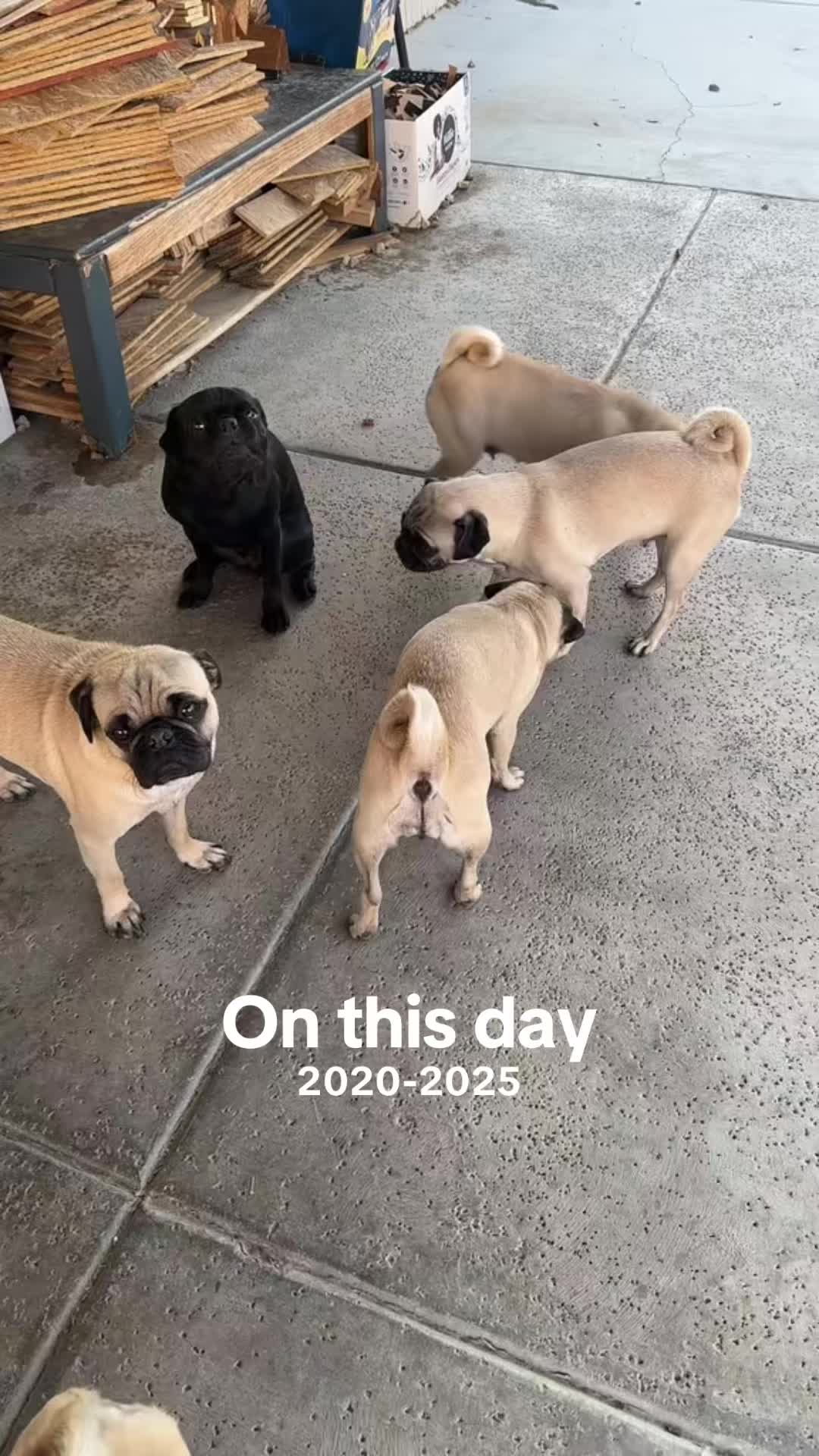 @odiespugfamily