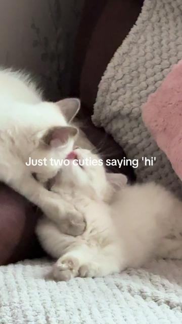 @Claws & Paws Parcels