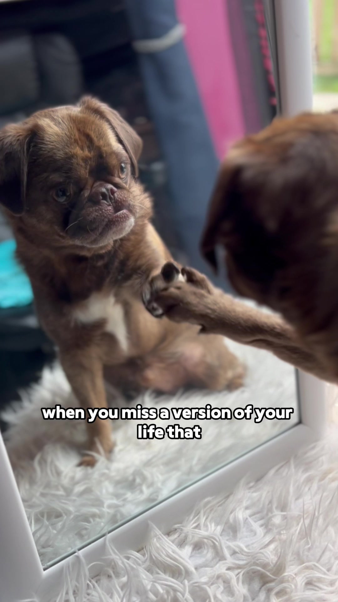 @ChilliThePug