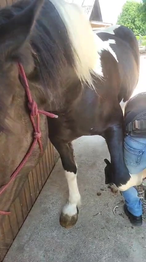 @Julian 🐴