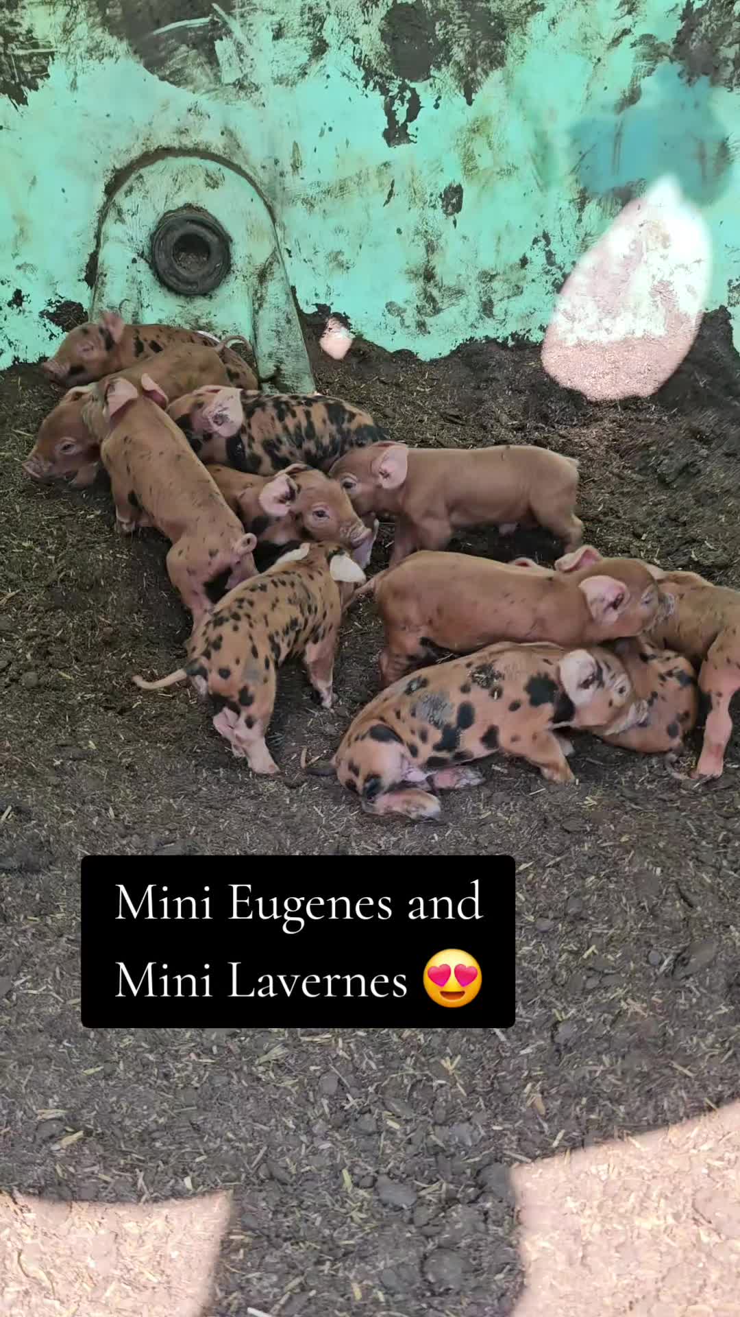 @Dakotafunnyfarm