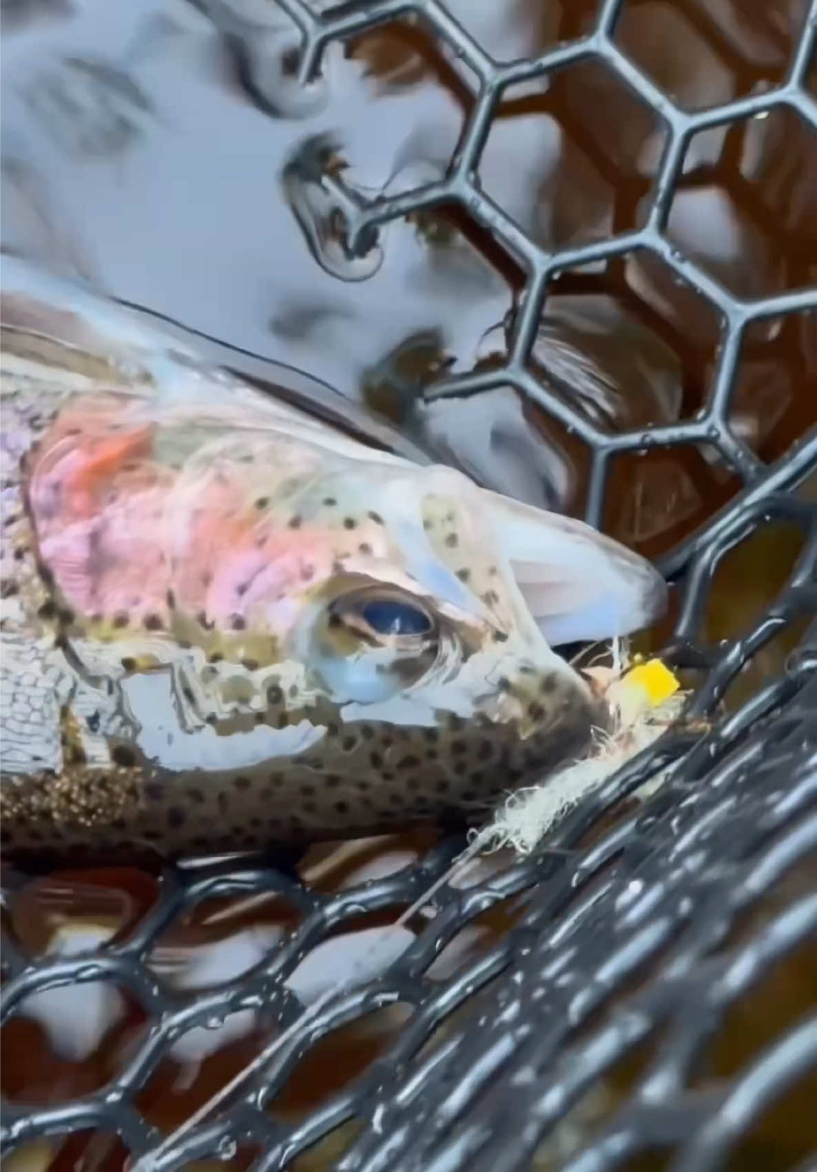 @FlyFishDelawhere