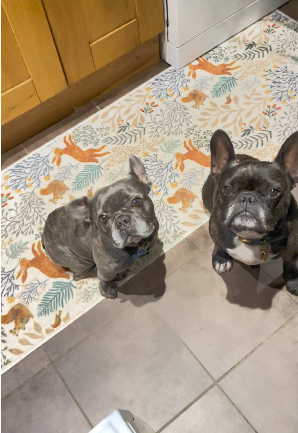 @Mad Hol, Oz & Zeus ❤️
