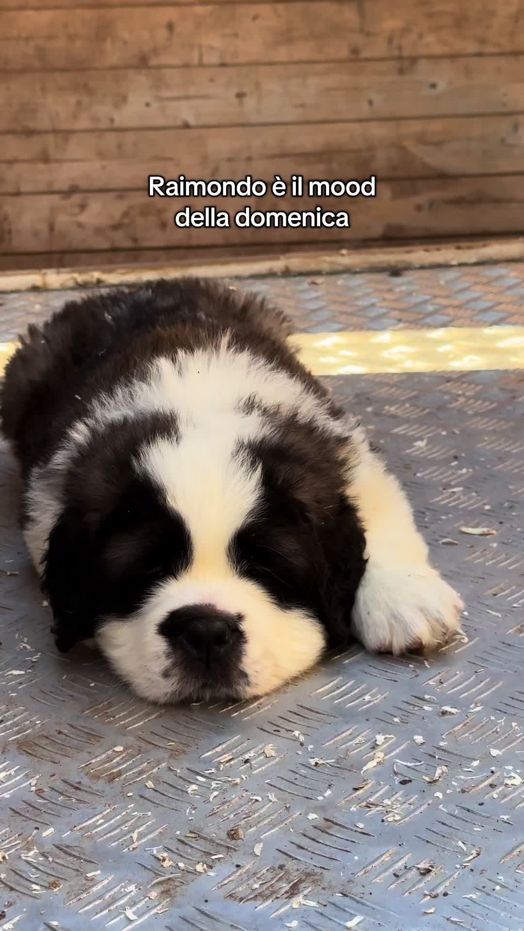 @Allevamento Piccolo Paradiso