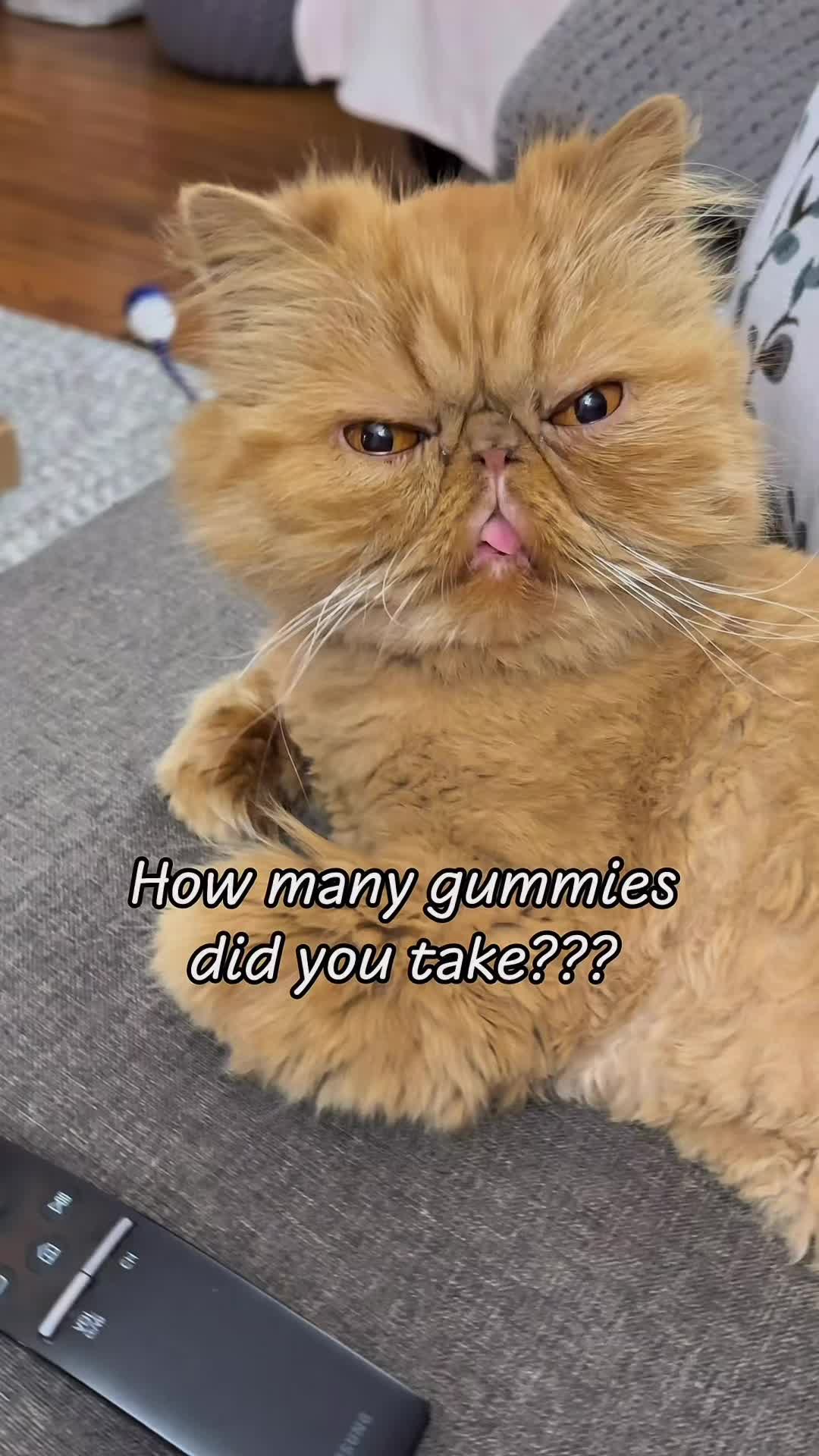 @Walter Bishop The Cat