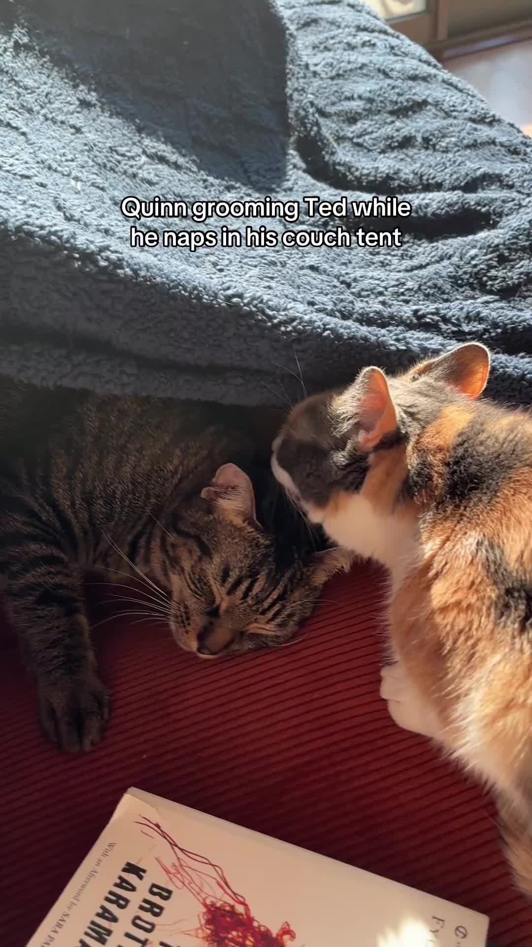 @Quinn The Calico
