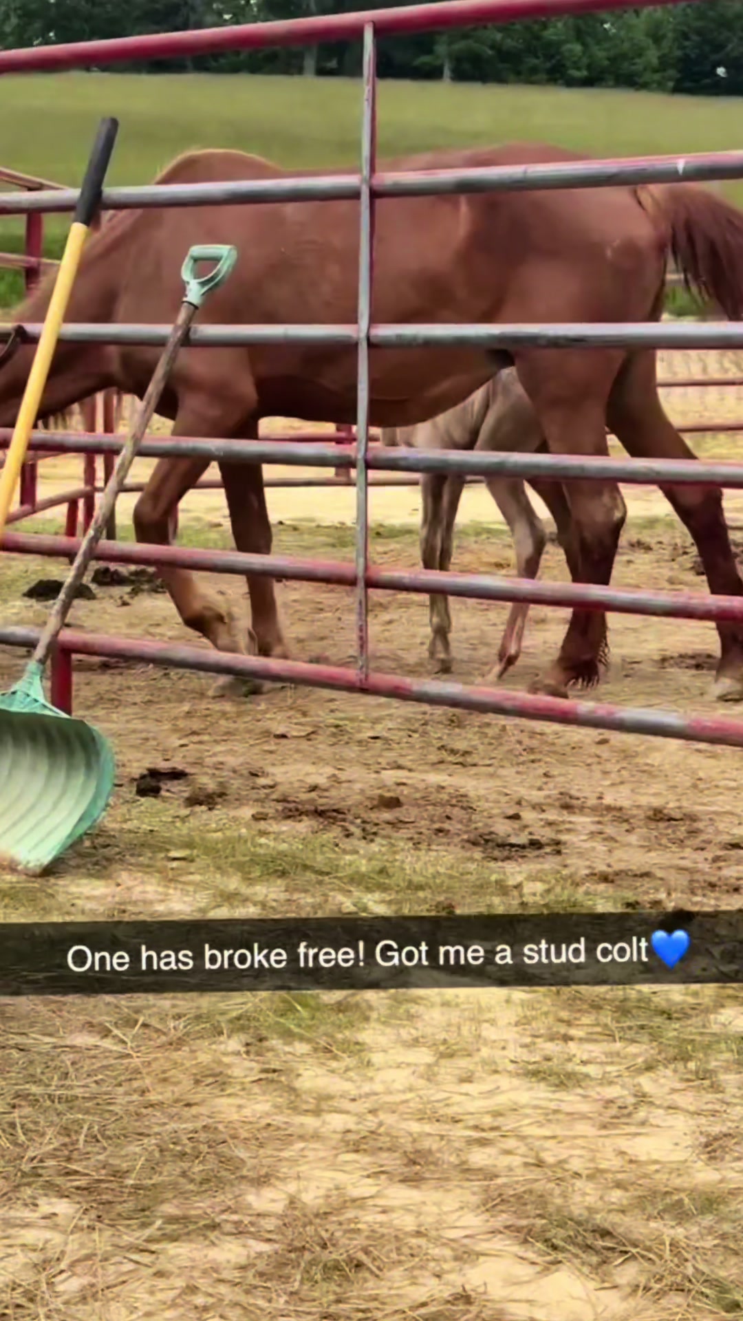 @Libby🐾❤️🐴