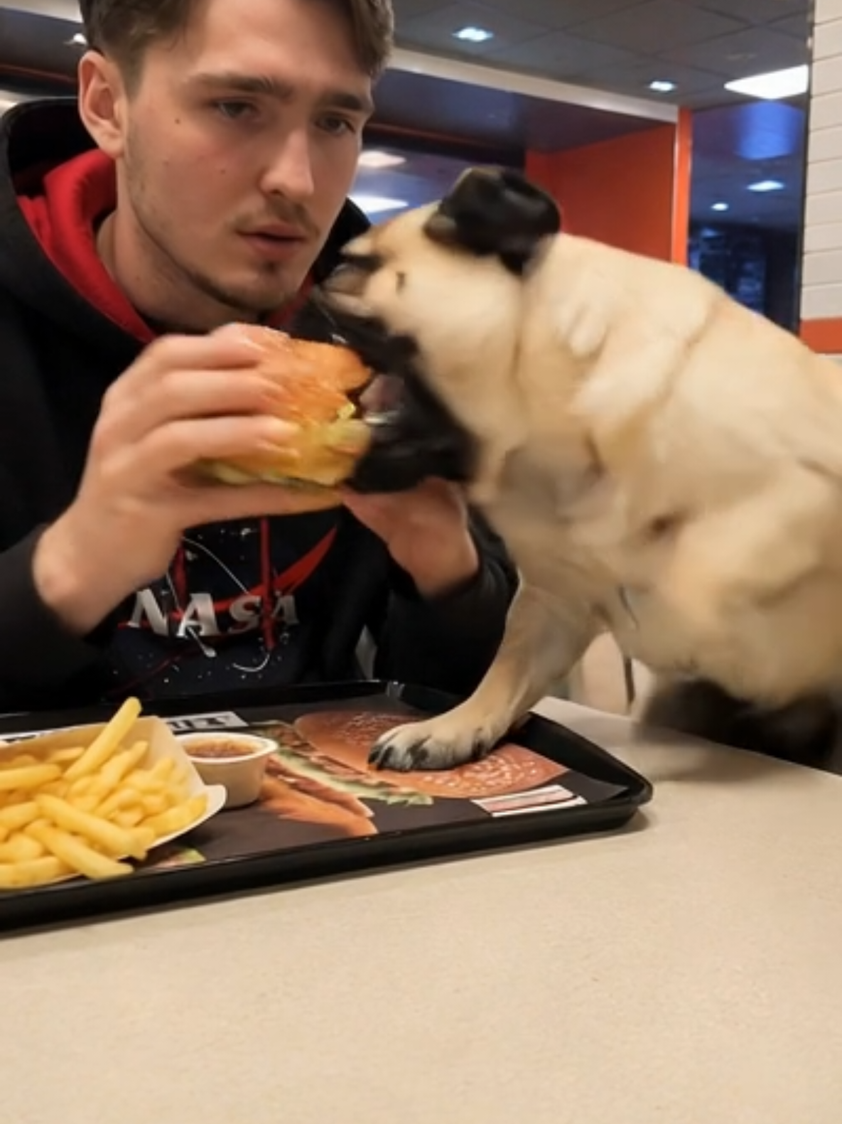 @Pug