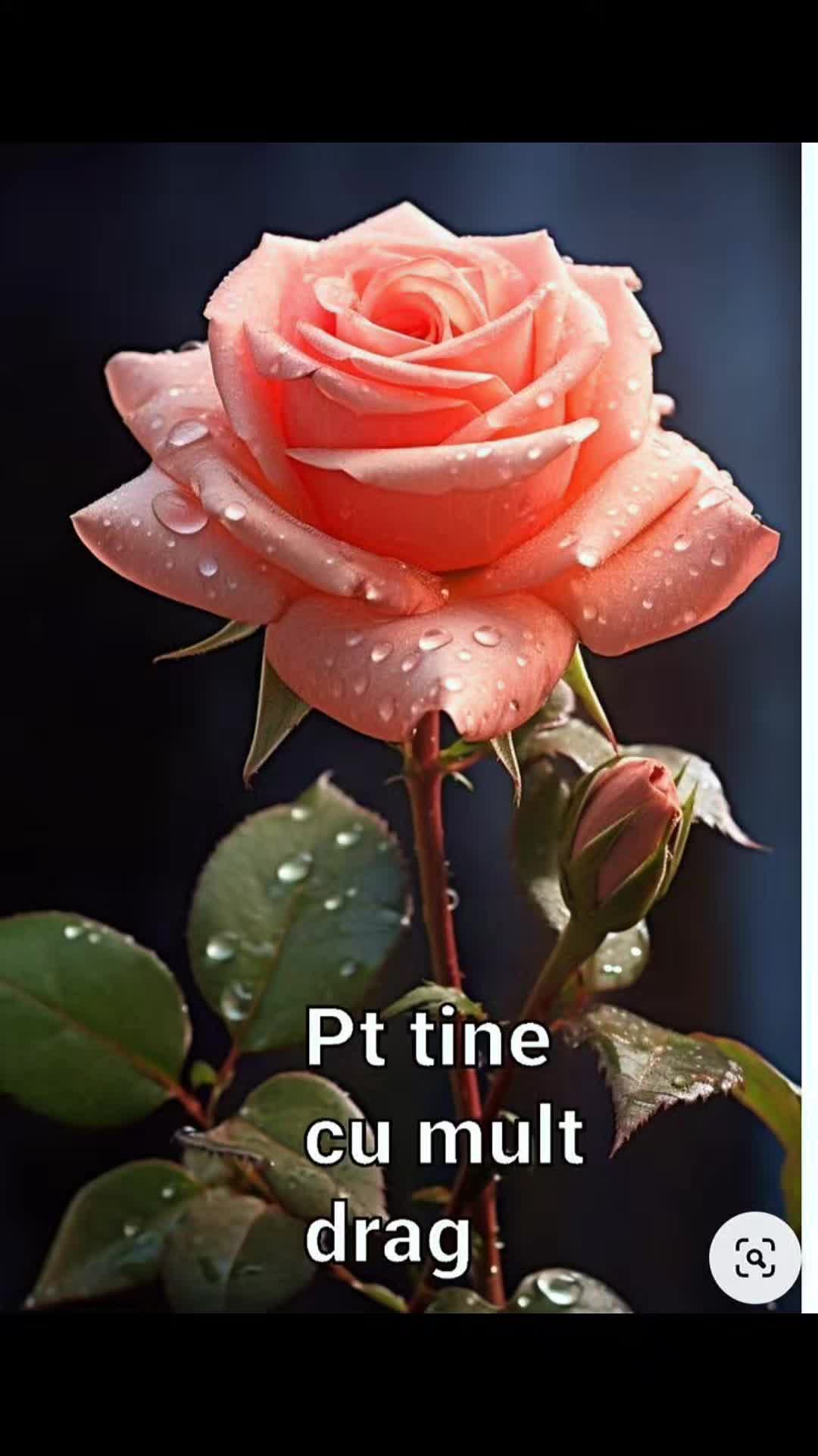 @Elena