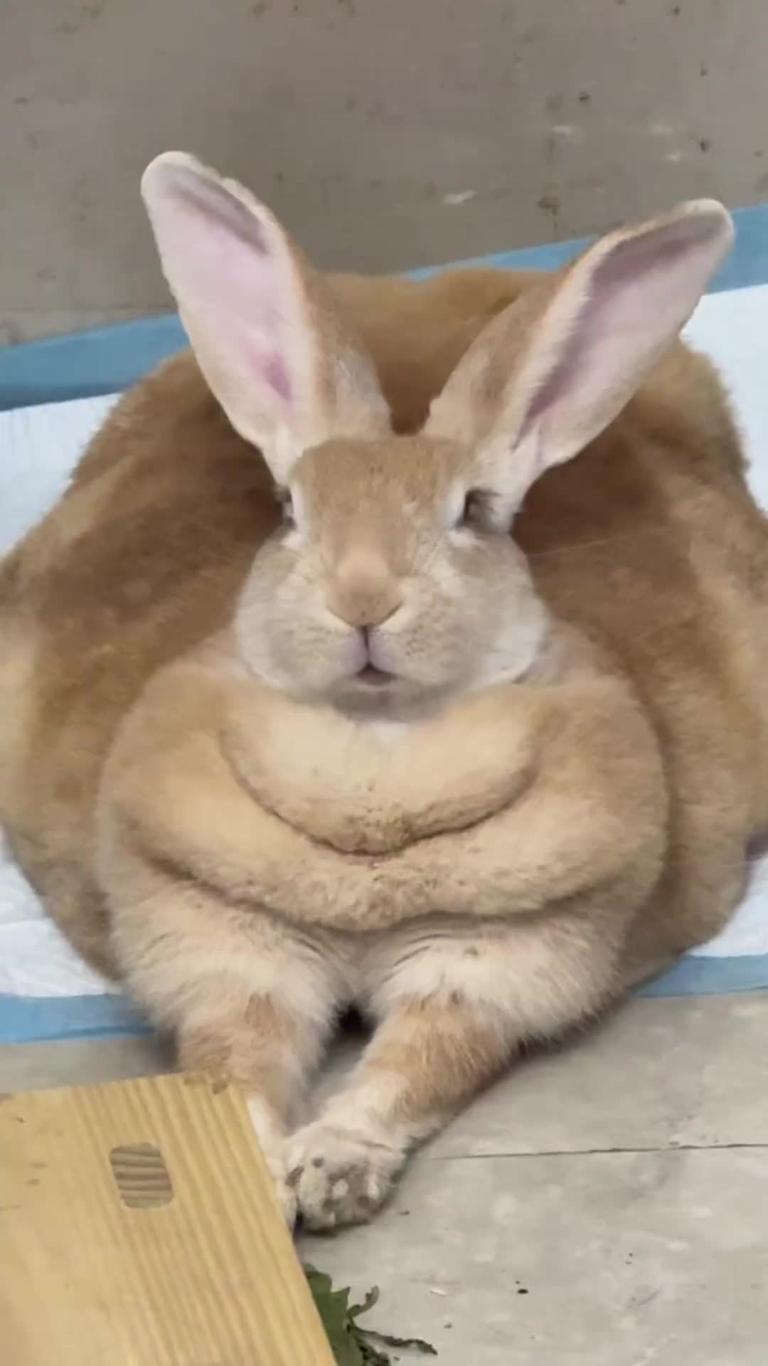 @RabbitNow19