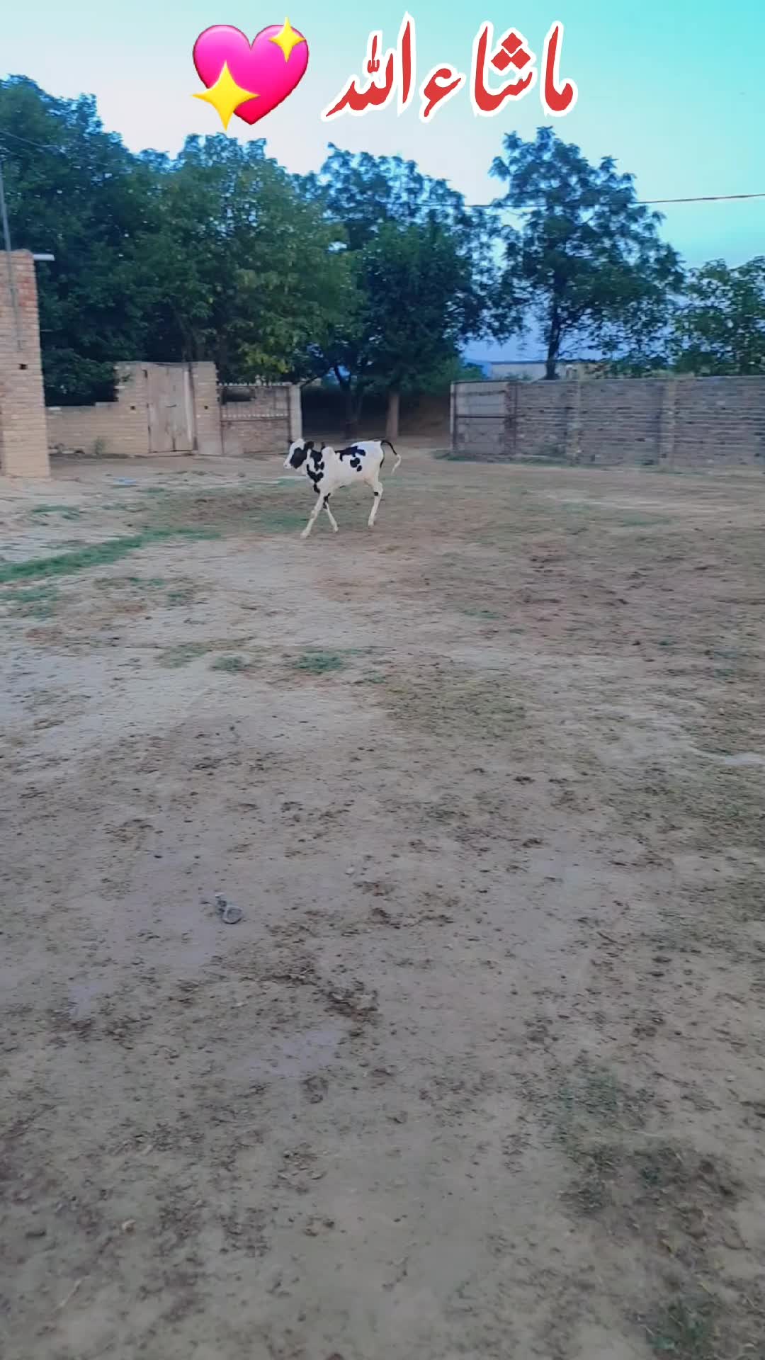@Sardar Bilal