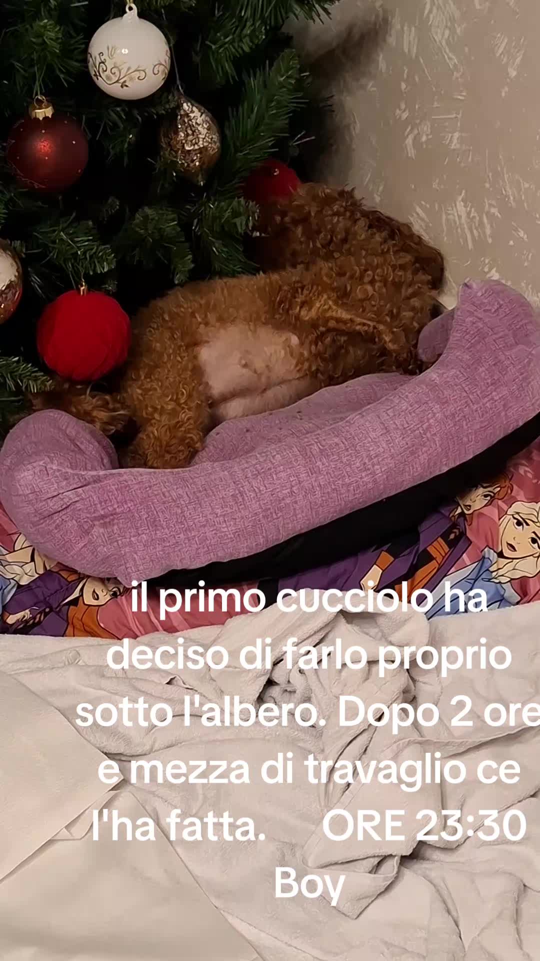 @MenaPalmieri