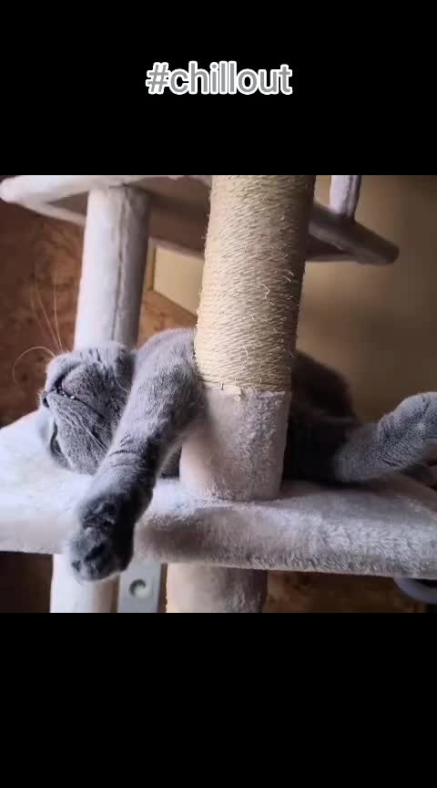 @bluemoonthecat