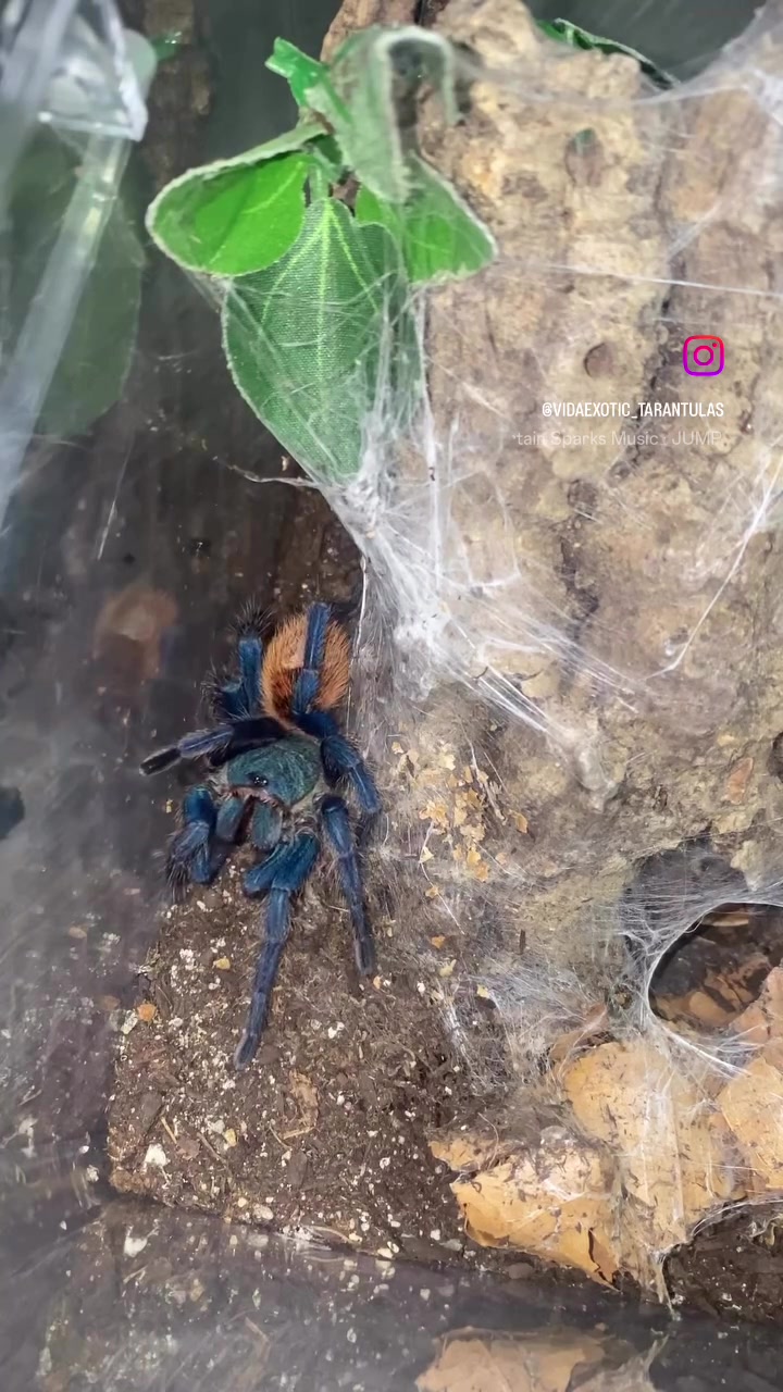 @vidaexotic_tarantulas