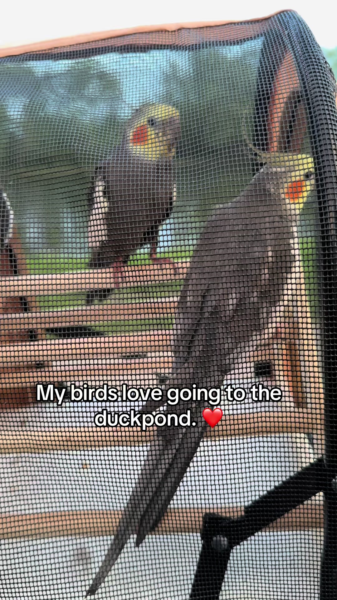 @🇺🇸🦜BirdieJo🦜🇺🇸
