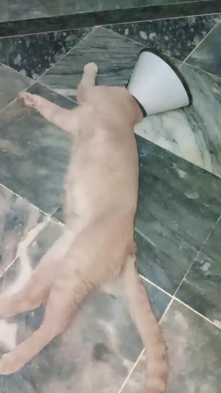 @cutecatlover8172