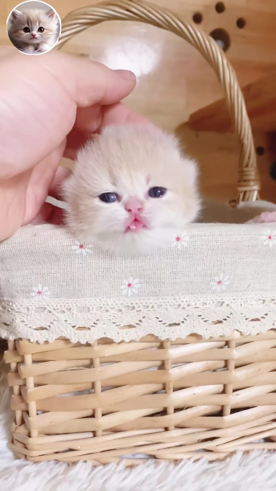 @Teddy_Felines 🧸🐾
