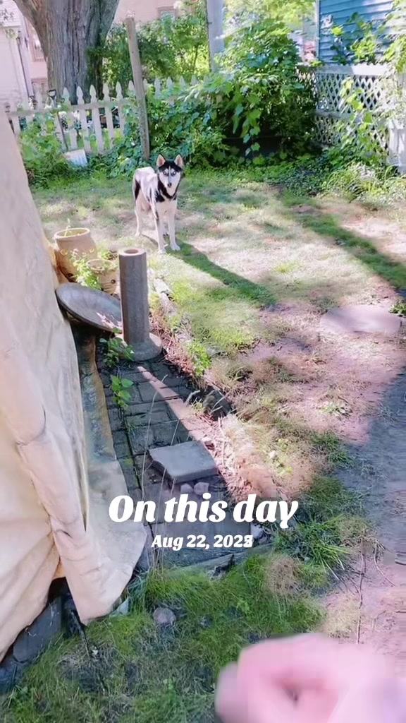 @Martin Scorsese the husky