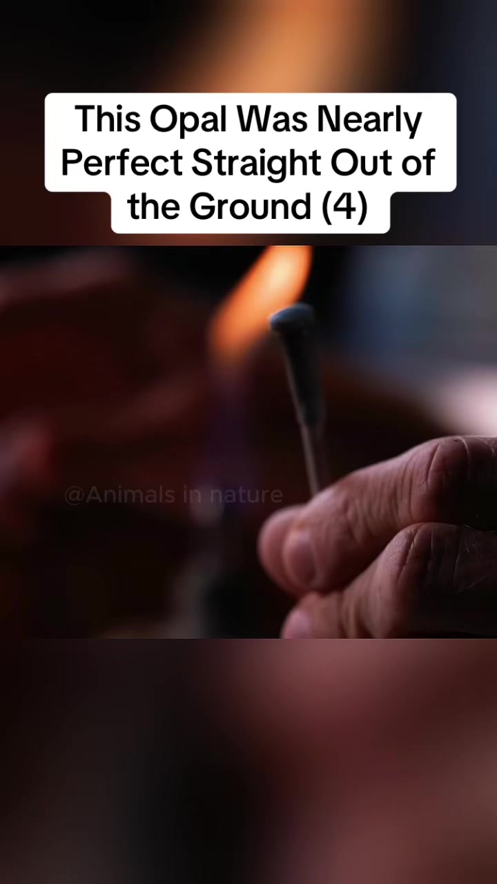 @Animals in nature