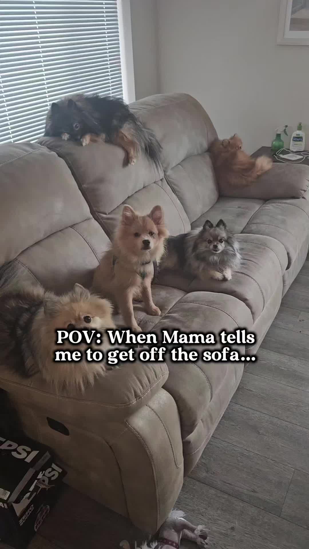 @pomlover