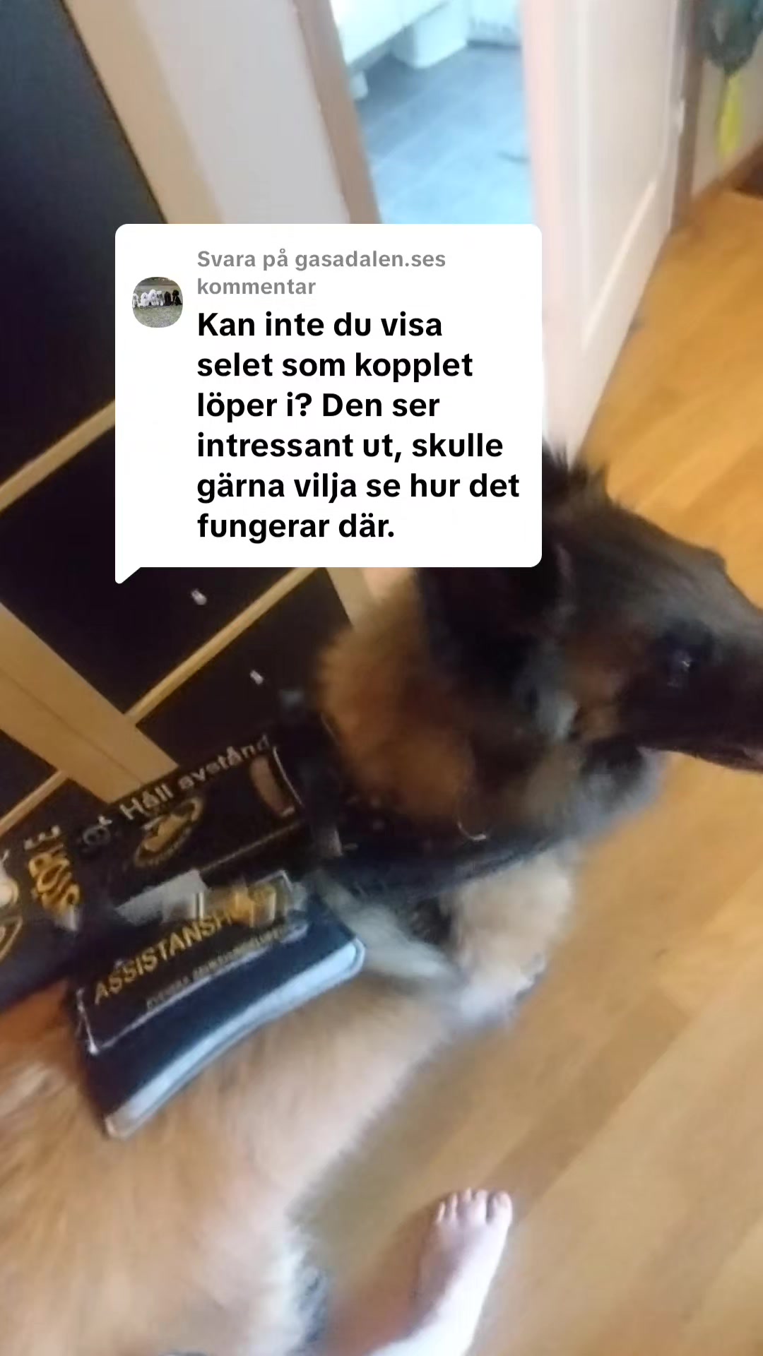 @Fenix-Tervueren AssistanceDog