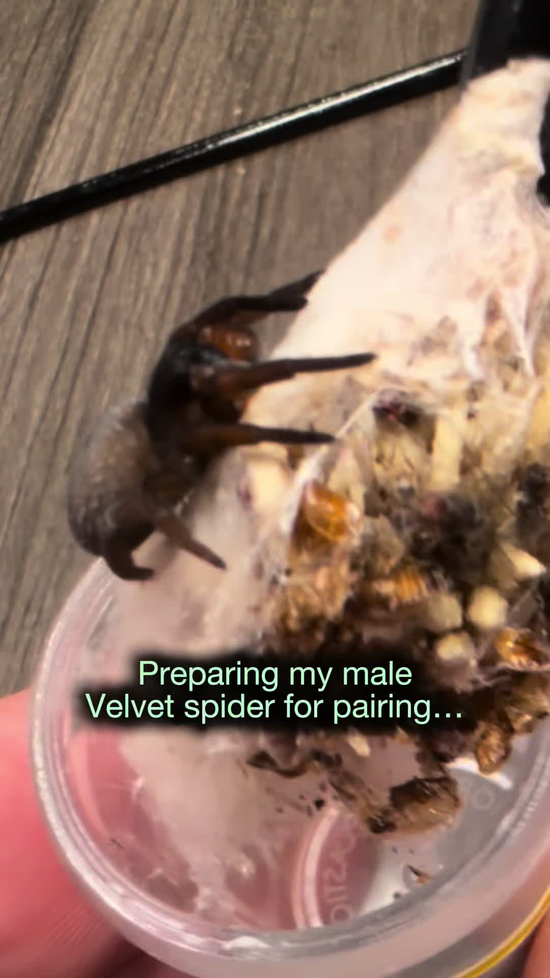 @Spider Conservatory