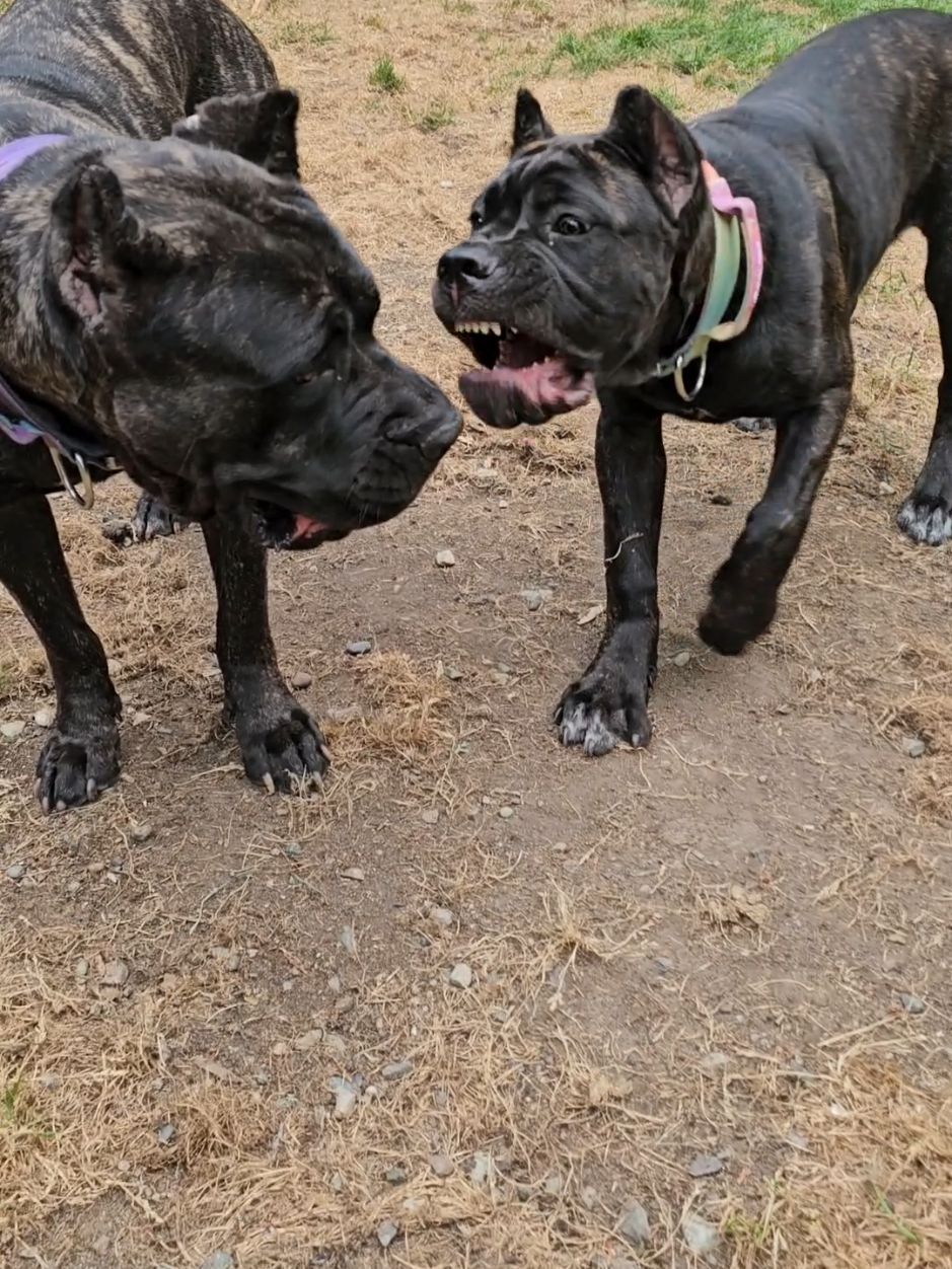@SalmonCreekCaneCorso