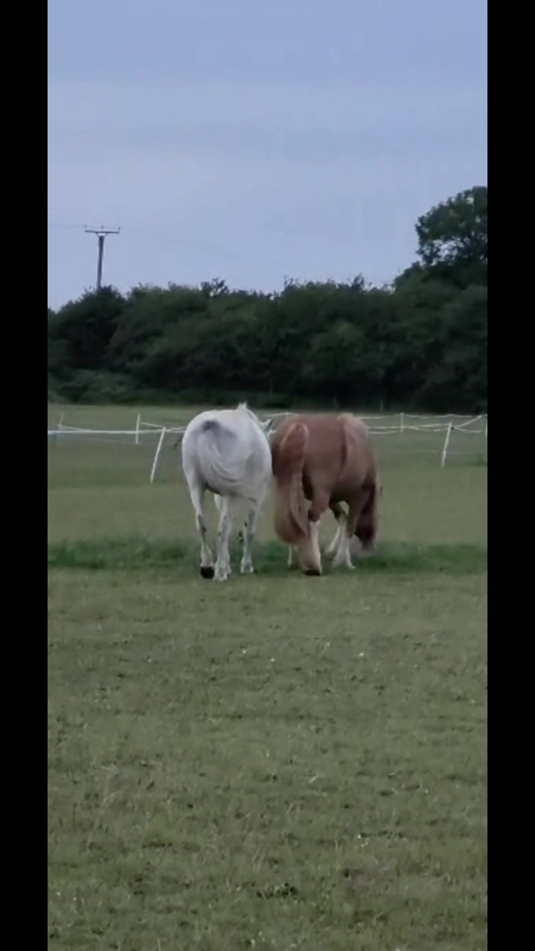 @Peasburyfarmpup