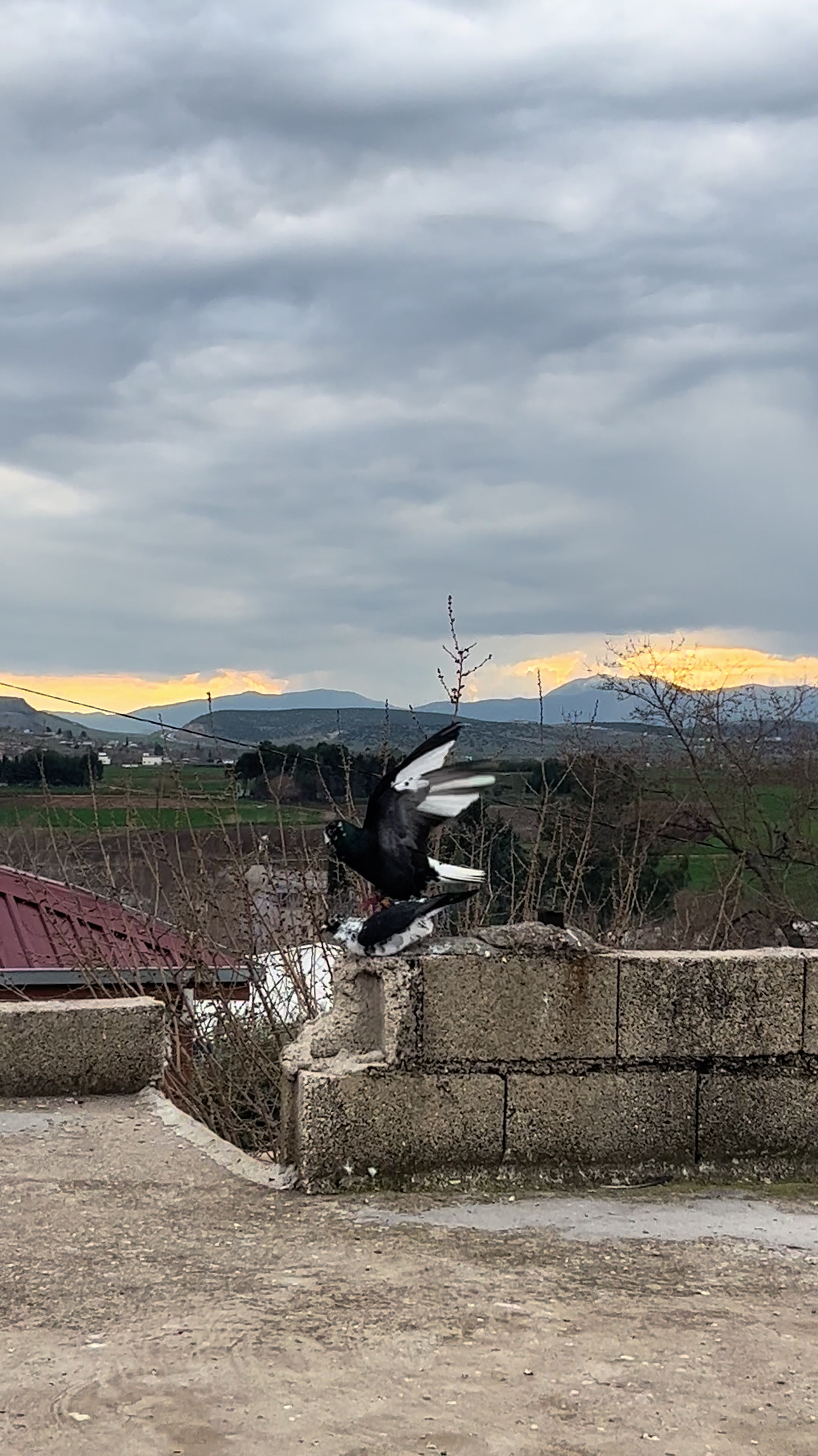 @başkoo♻️