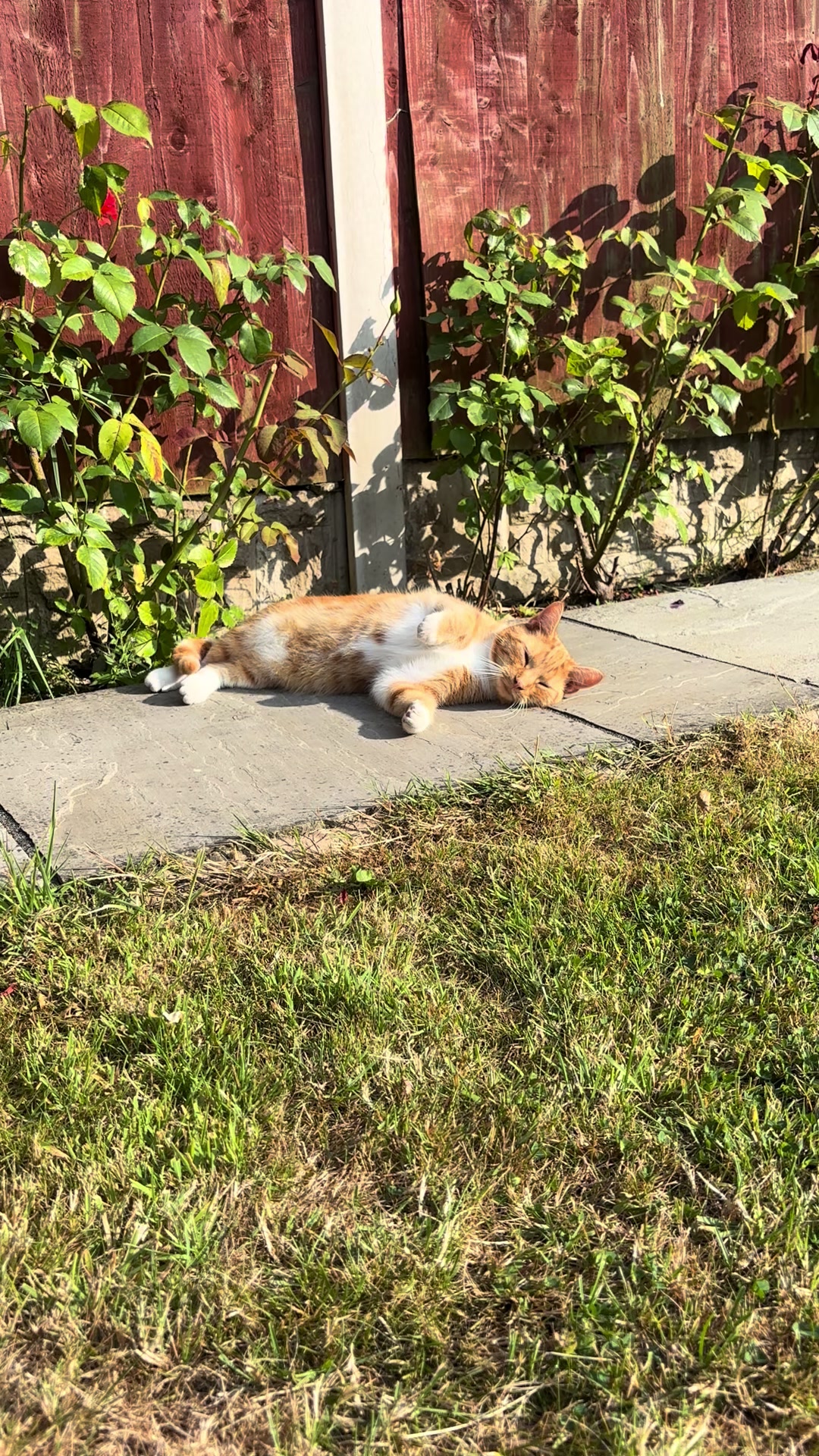 @Freddie the orange cat