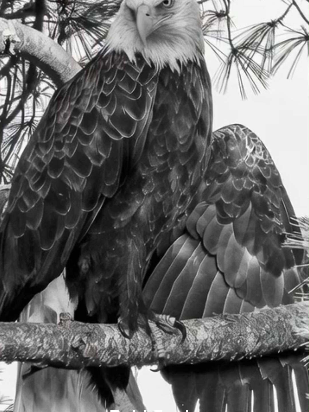 @Eagle Lover 143
