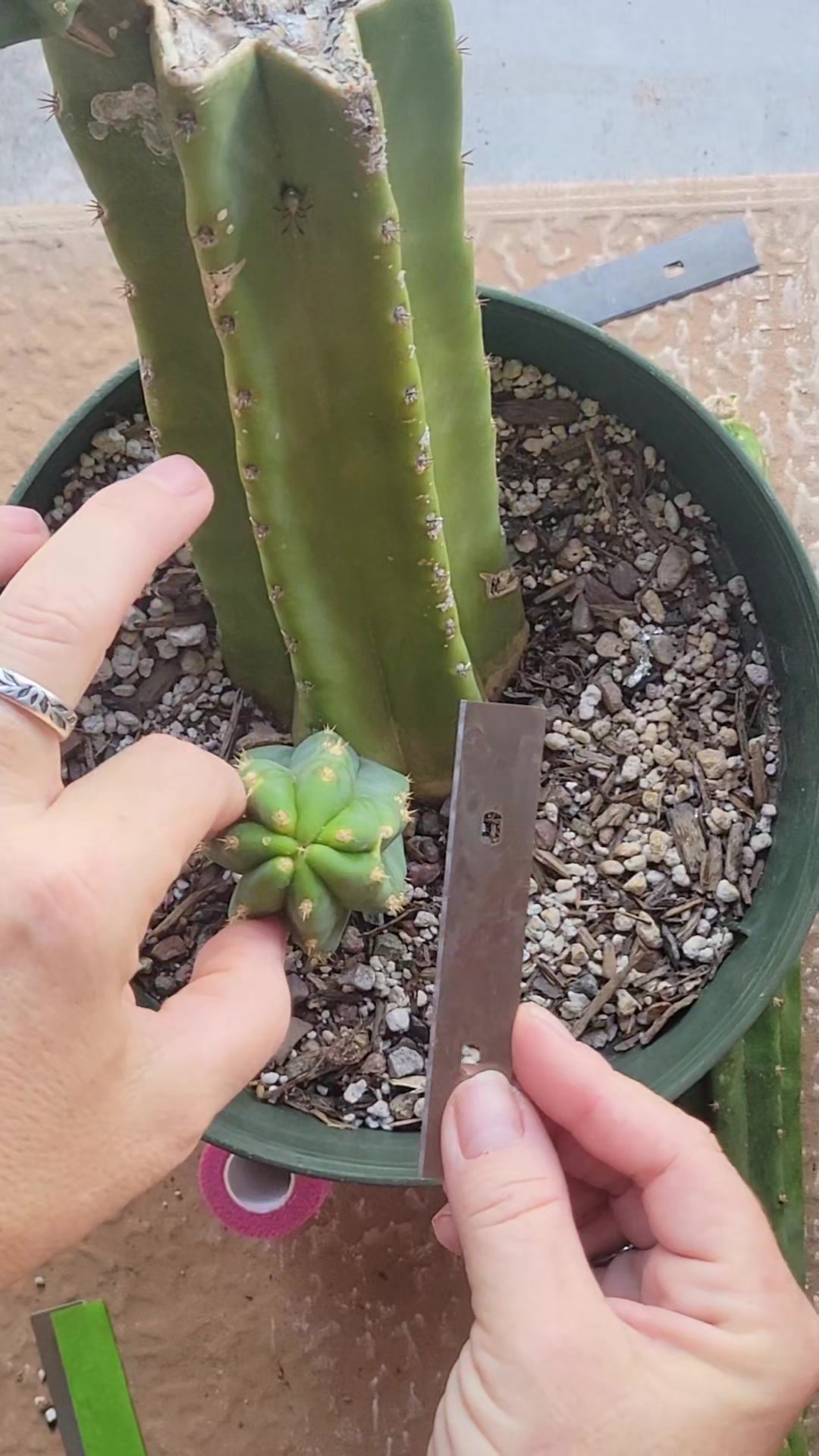 @cactifam