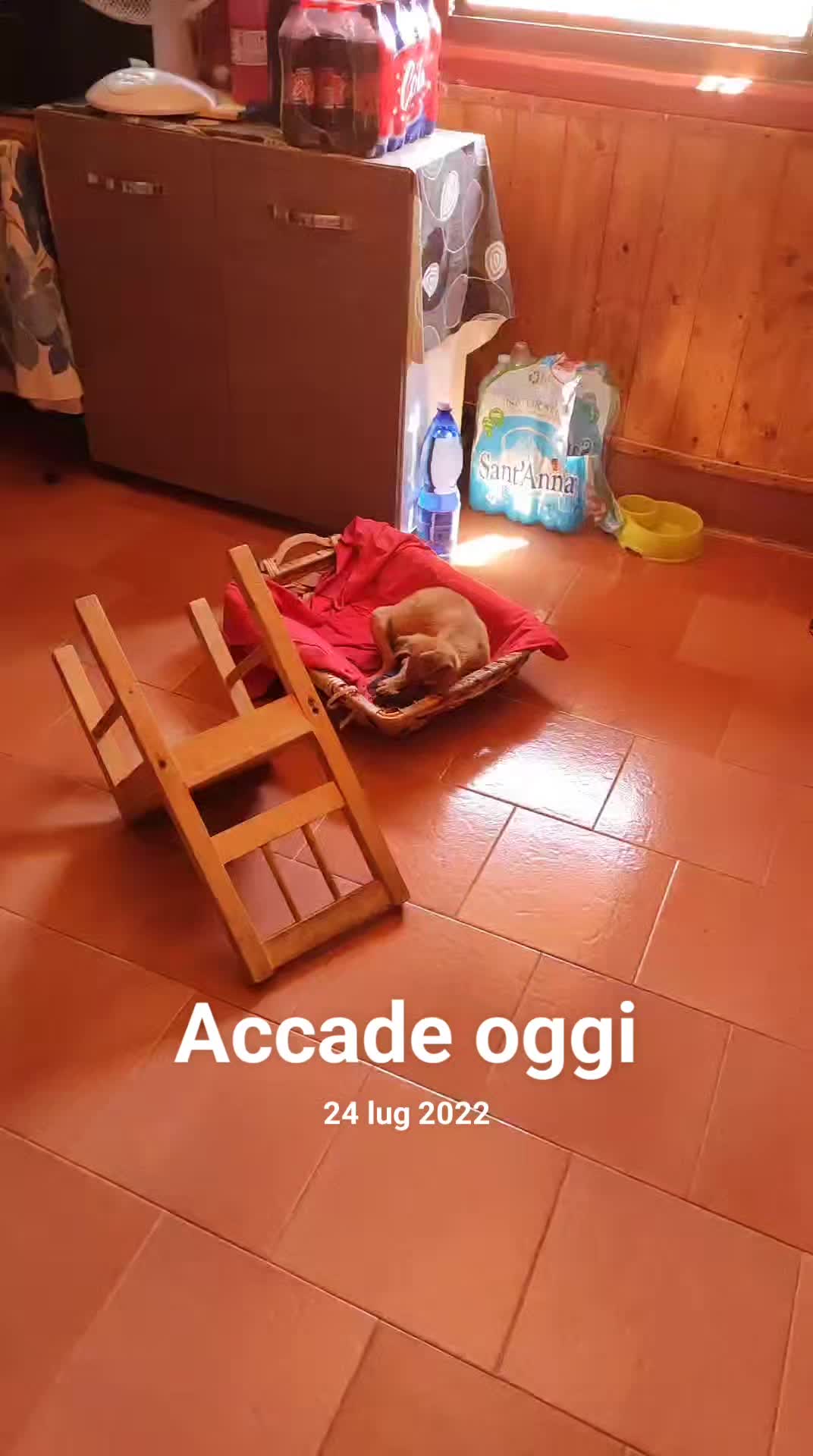 @la famiglia con i cani 🐾🥰