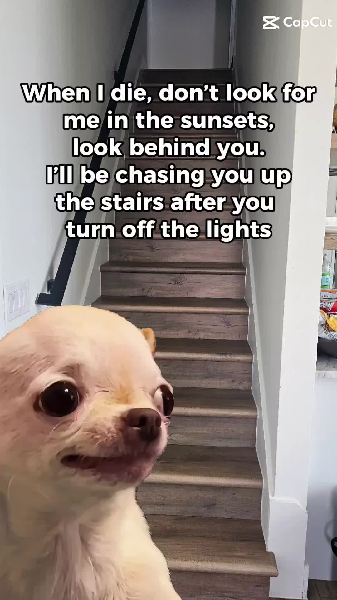 @SZamora