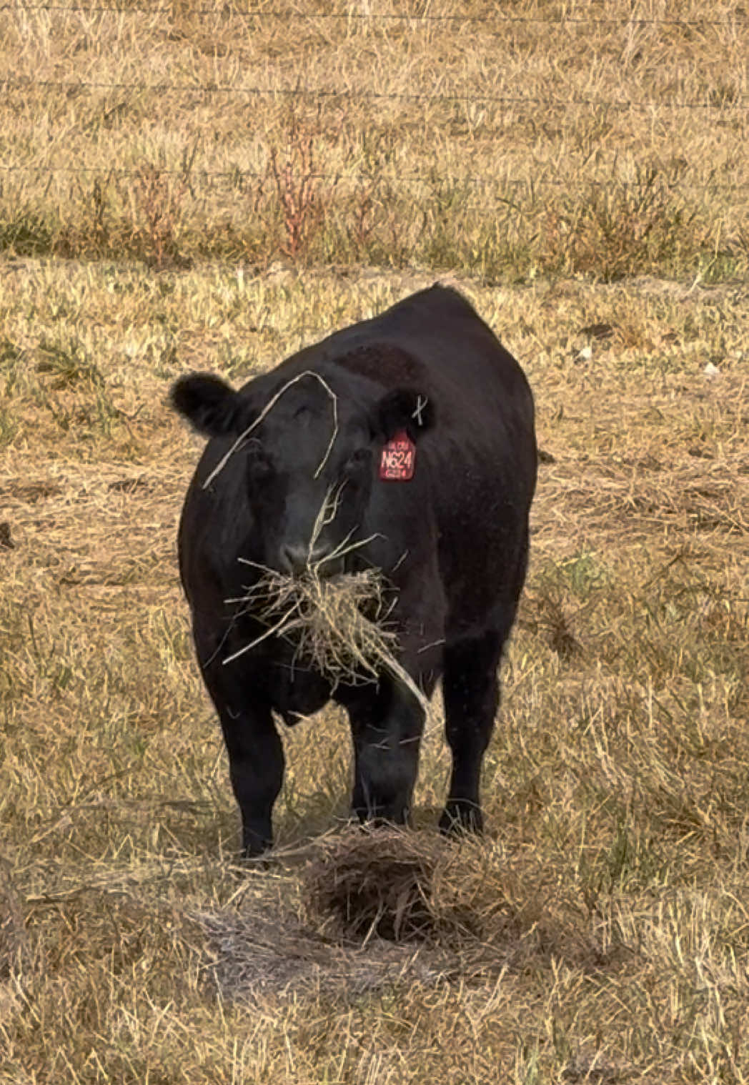 @Massey Land & Cattle