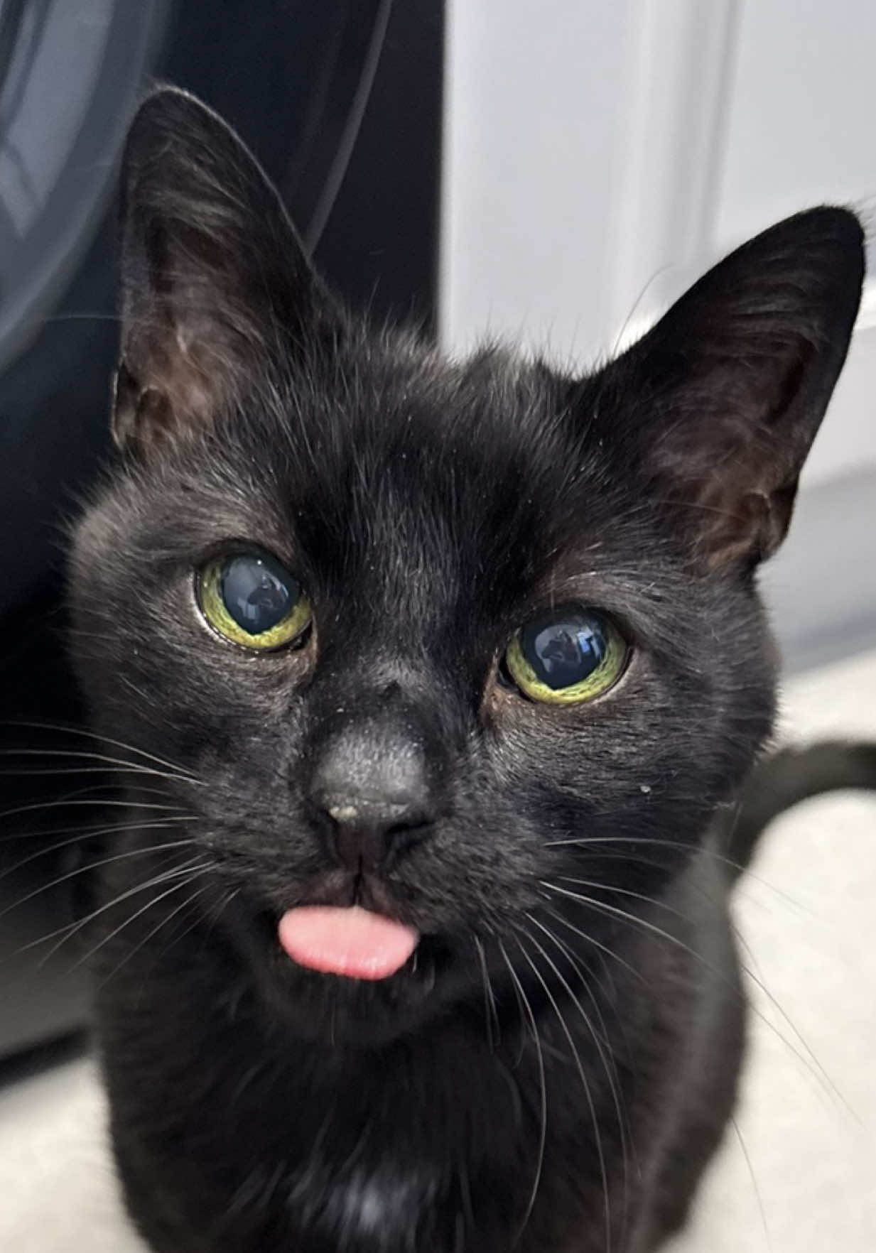 @Teefie_tribe 🐈⬛🐈⬛🐈🦷🦷