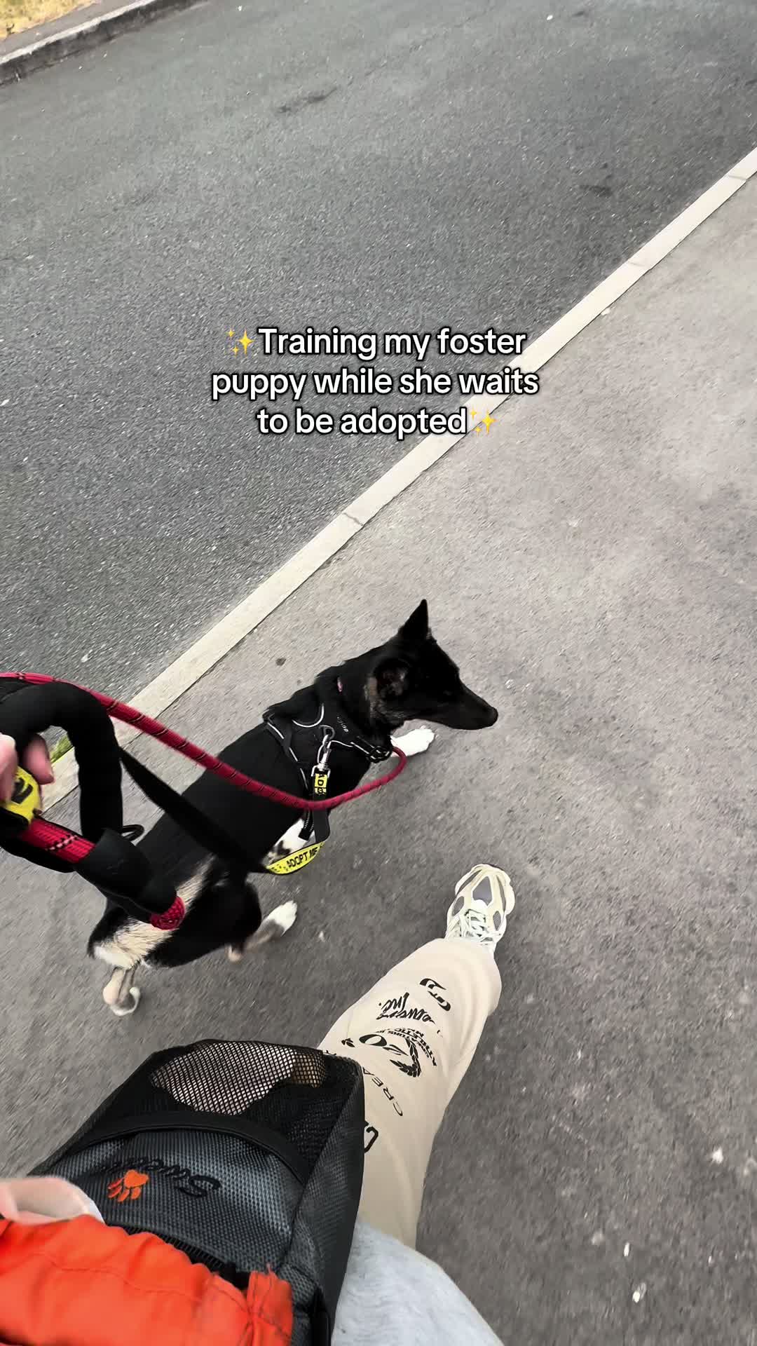 @Sheldon The Retriever