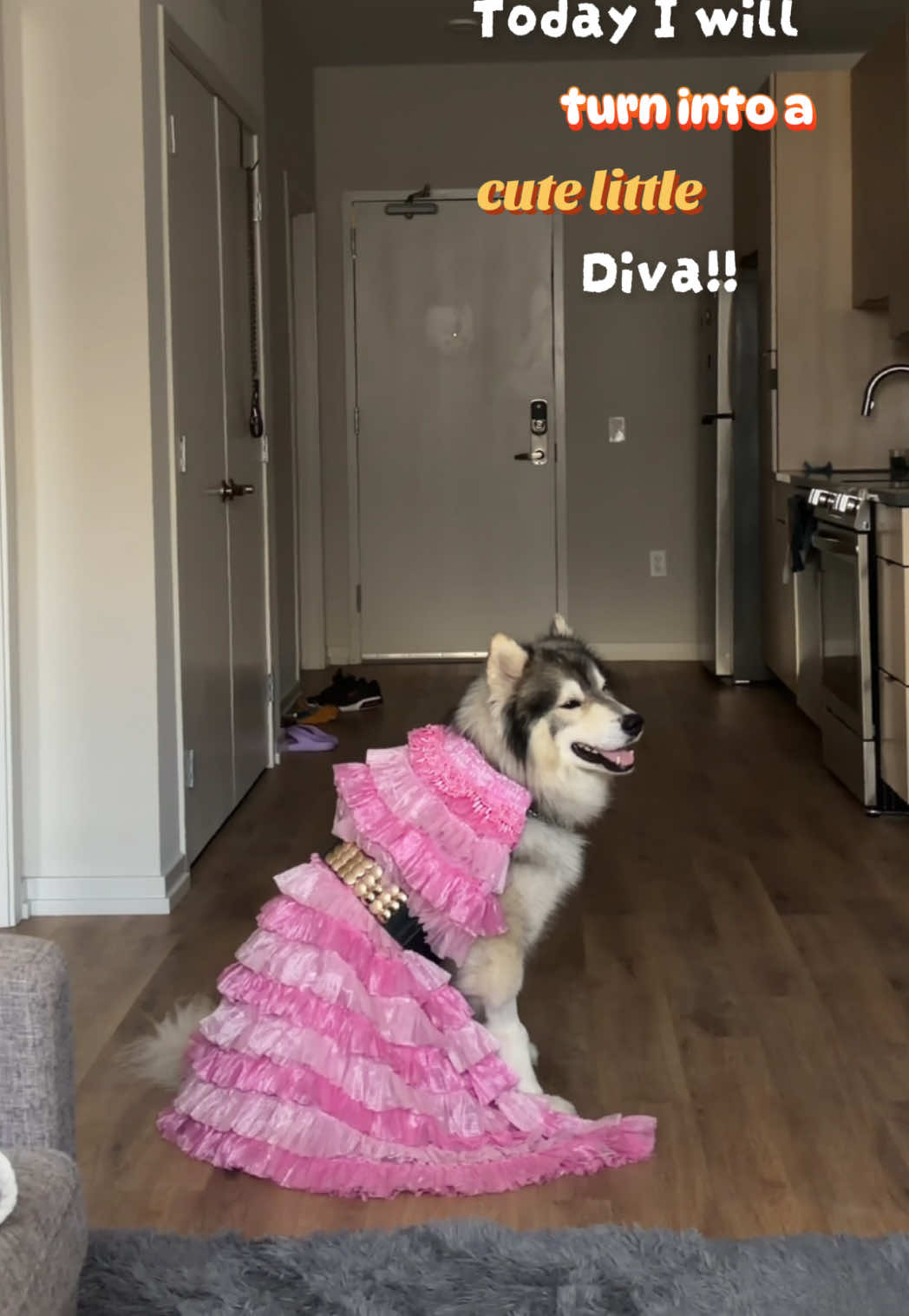 @Echo The Husky