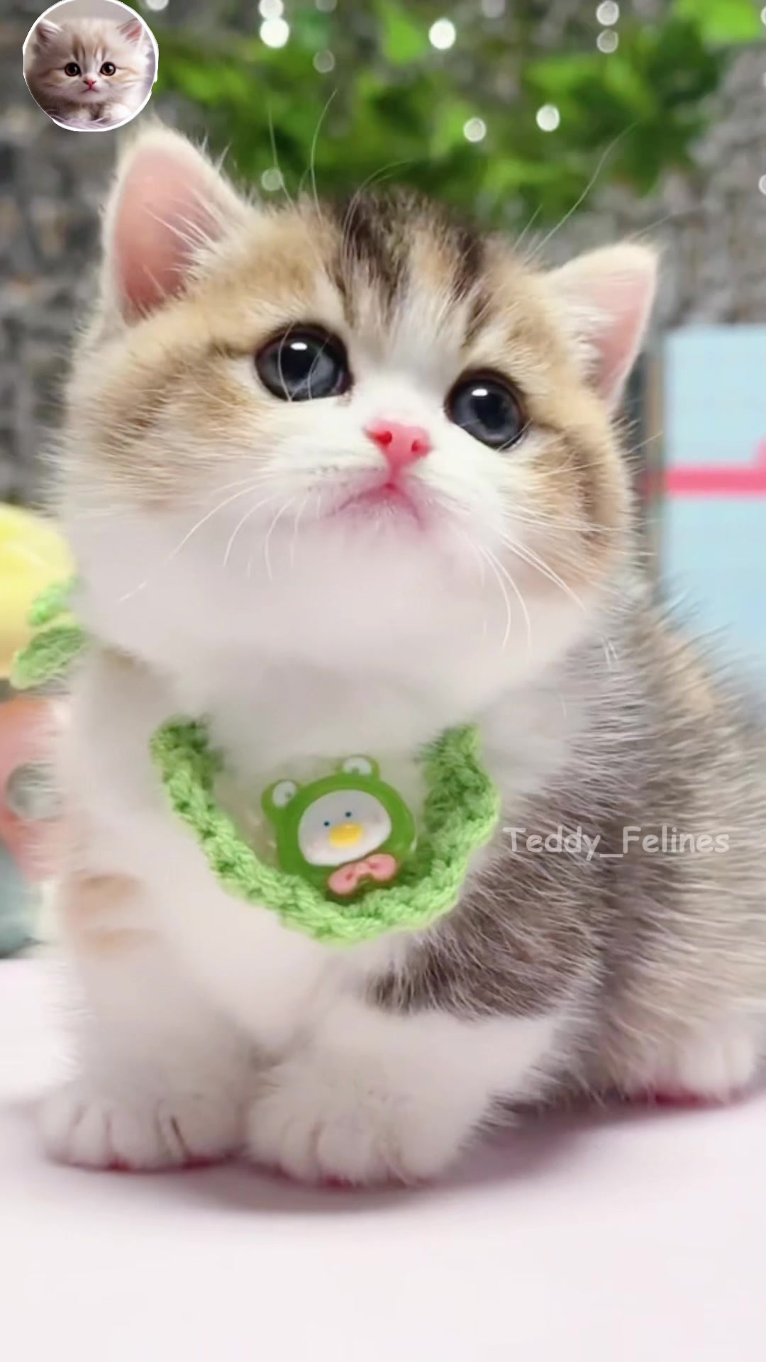@Teddy_Felines 🧸🐾