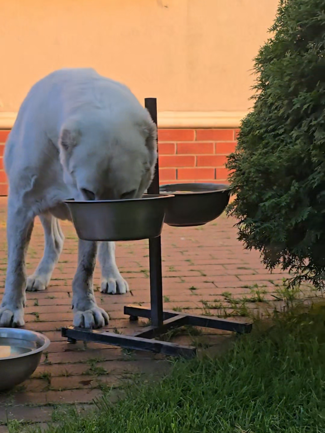 @ABELHAYATKENNEL