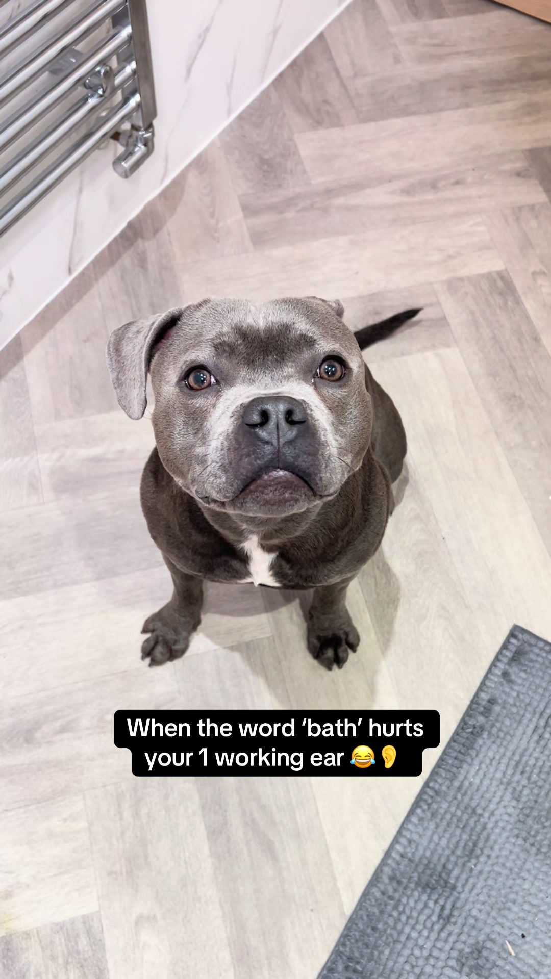 @Zeus the Blue Staffy⚡️