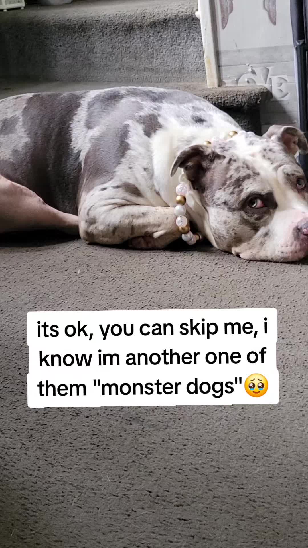 @kirsty+starlight the xl bully