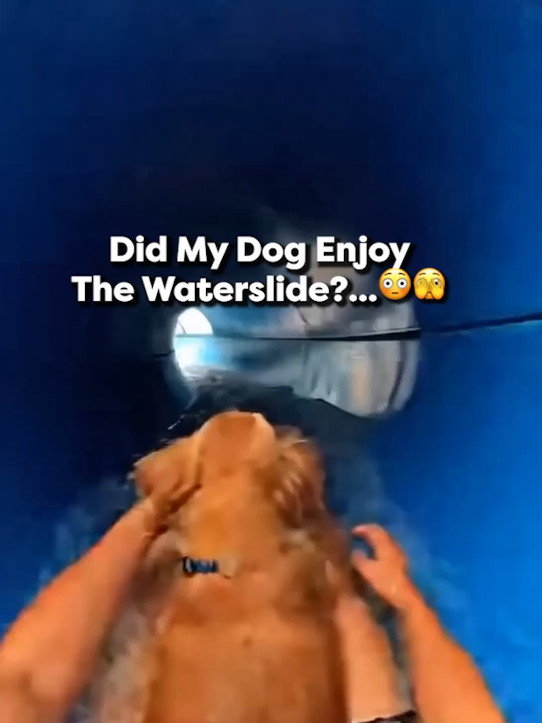 @Go Fetch