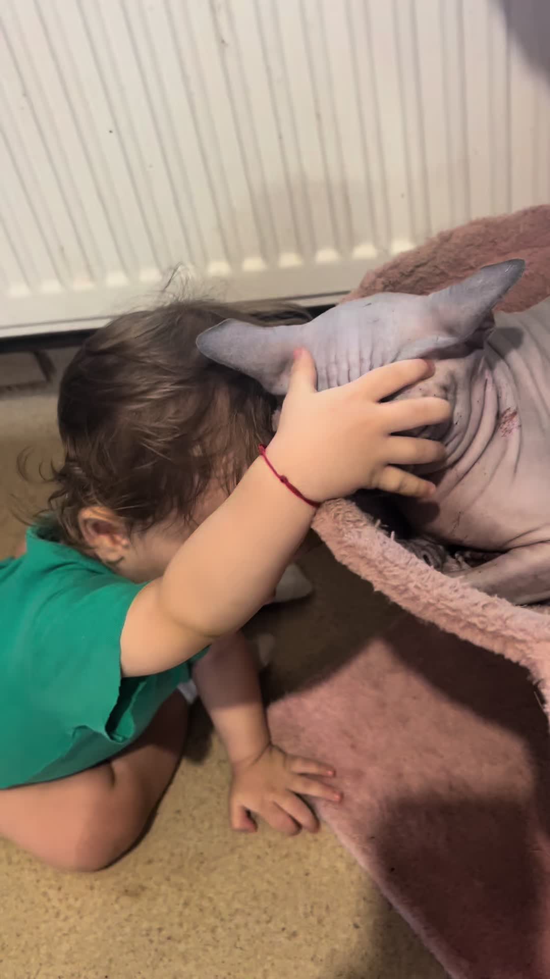 @Diana Ciortan Sphynx Romania