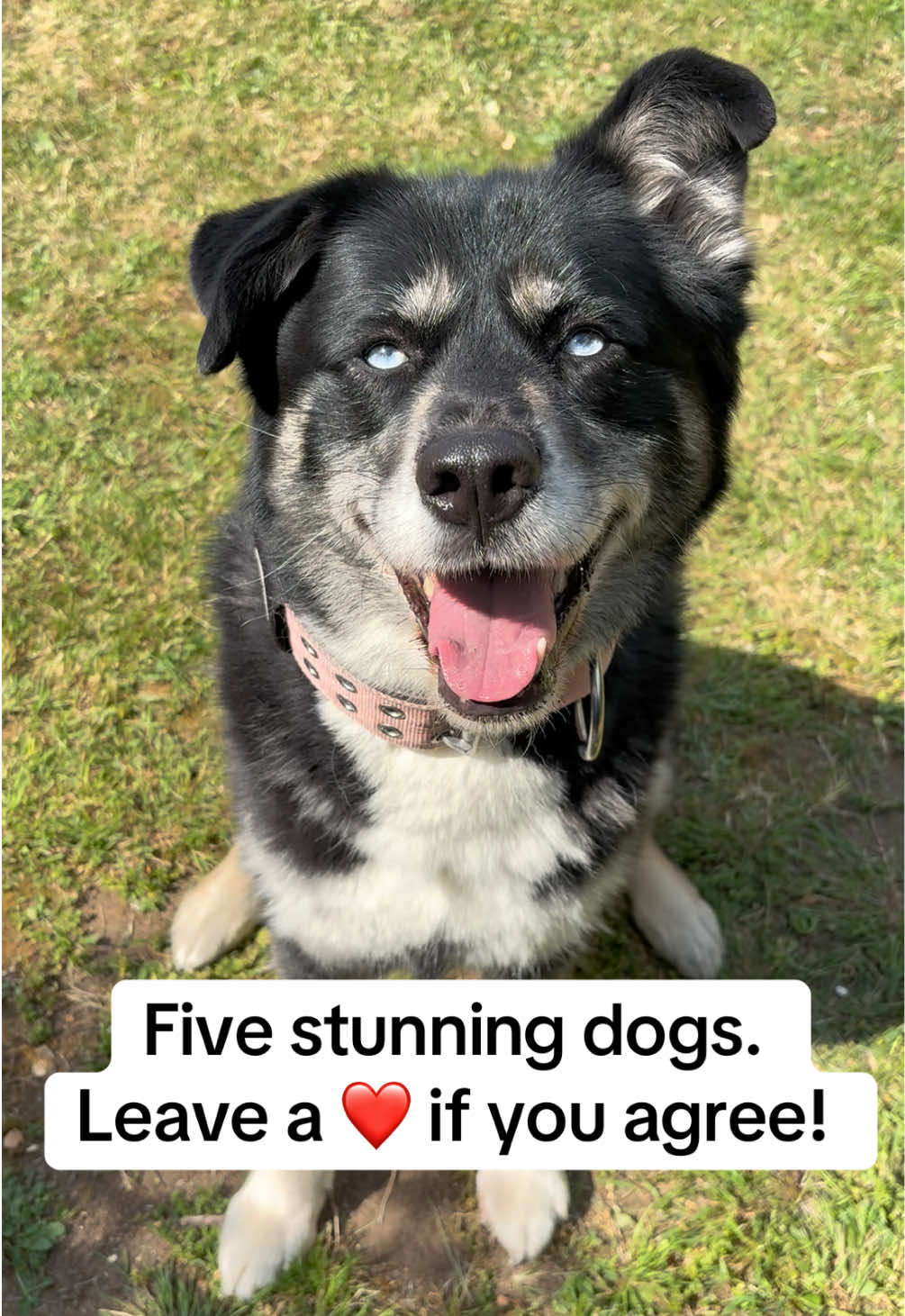 @Pawsome Fivesome