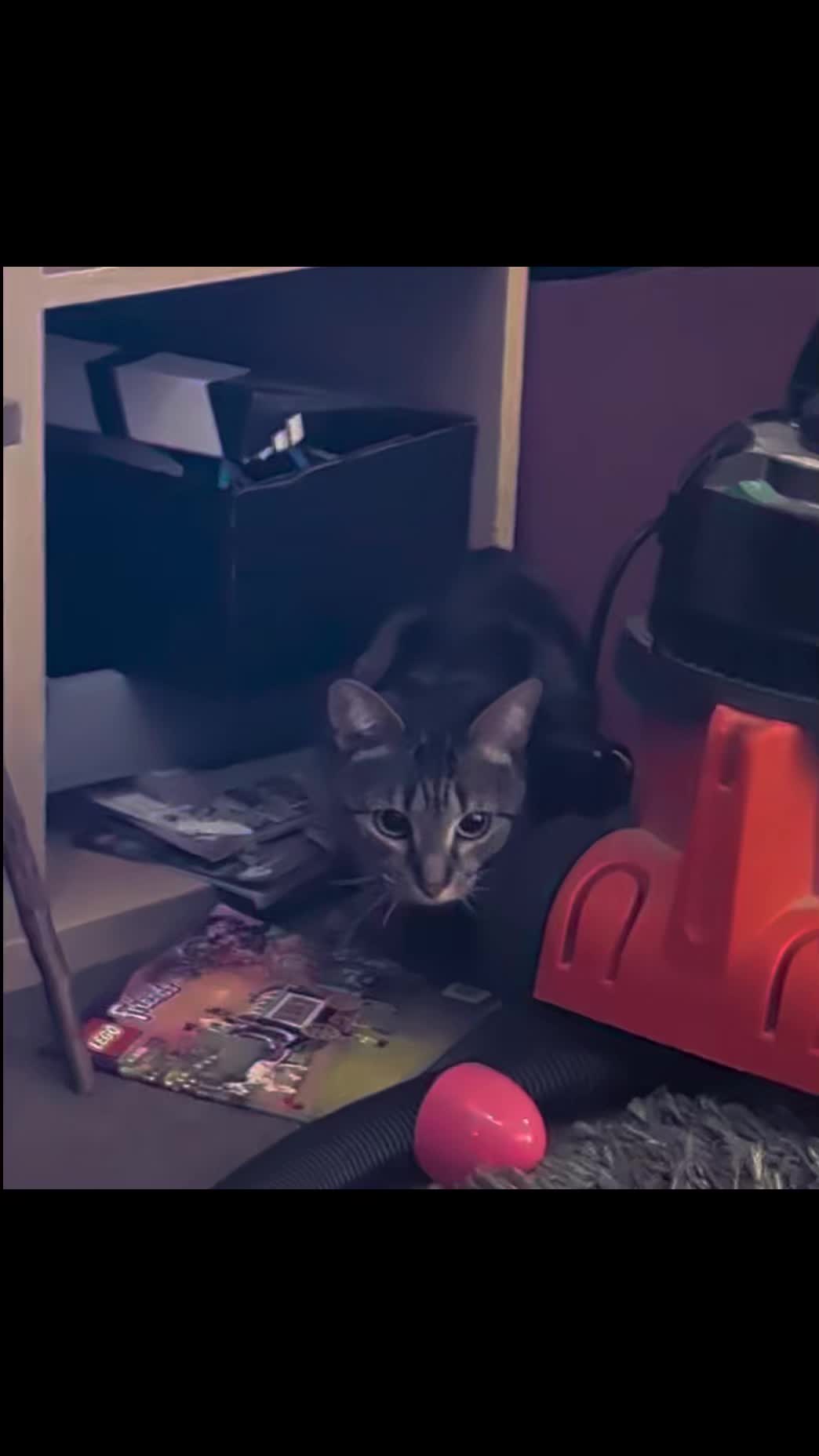 @Stella the cat